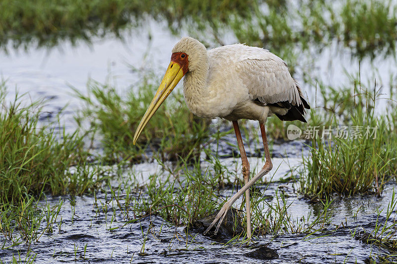 黄嘴鹳(Mycteria ibis)是鹳科的一种大型涉禽。它发生在非洲撒哈拉以南和马达加斯加。纳库鲁湖国家公园，肯尼亚。鹳形目。